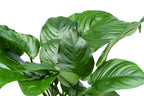 Live Anubias Aquarium Plant, Broad Leaf Mother Pot with Mature Rhizomes for Low-Light Freshwater Tanks source image 3