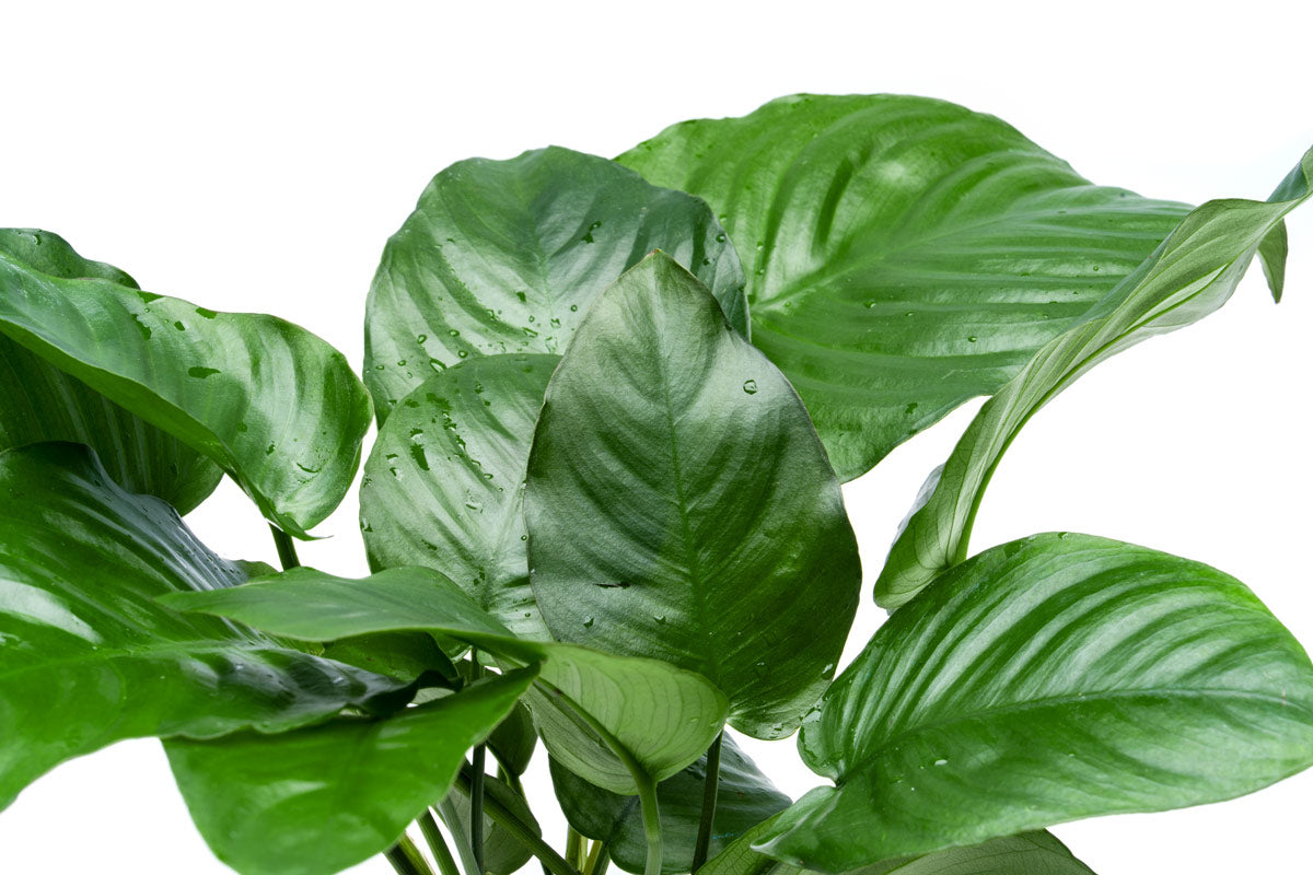 Live Anubias Aquarium Plant, Broad Leaf Mother Pot with Mature Rhizomes for Low-Light Freshwater Tanks source image 3