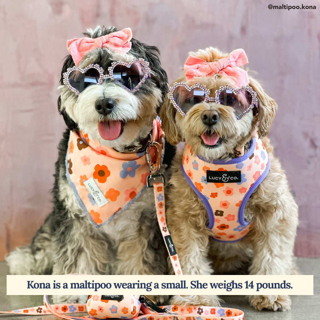 Reversible Floral Dog Harness in Water-Repellent Neoprene, Flexible Everyday Fit from XS to XL source image 3