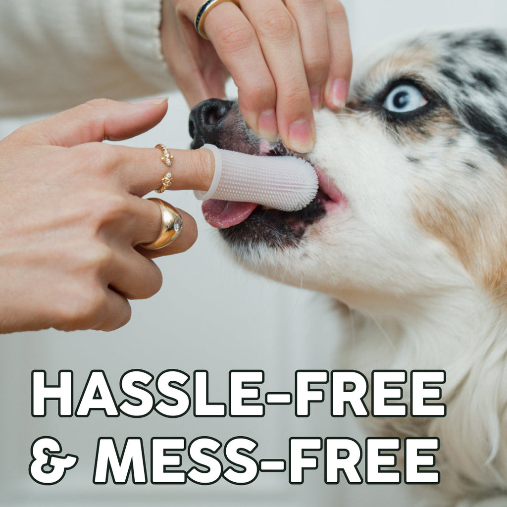 Dog Dental Cleaning Gel for Brush-Free Daily Oral Care, Two-Month Kit in Single and Multi-Pack Sizes source image 3