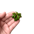 Banana Plant Lily for Freshwater Aquariums, Easy Nymphoides aquatica as a Dormant or Sprouted Bulb source image 3
