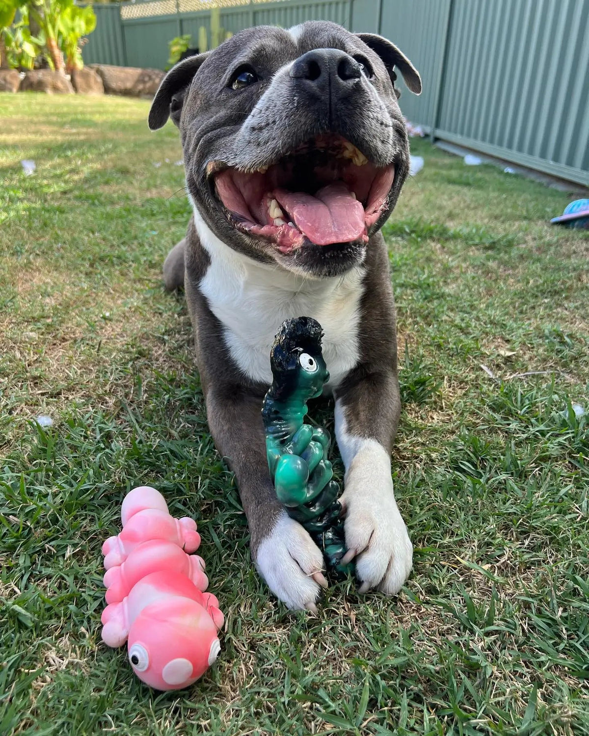 Nylon Dog Chew Toy Shaped Like a Sea Creature, Firm Playtime Design for Enthusiastic Chewers source image 3