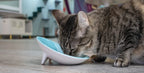 Tilted Ceramic Cat Bowl with Wide Oval Shape for Whisker-Friendly Wet and Dry Food Mealtimes source image 3
