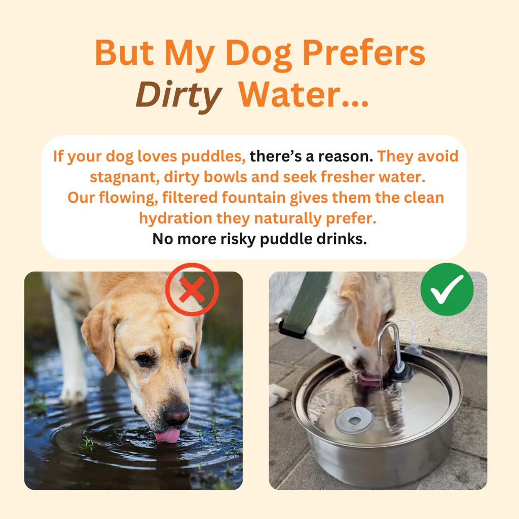 Stainless Steel Filtered Dog Water Fountain, Quiet USB-Powered Hydration Station in 3.2L and 7L Sizes source image 3