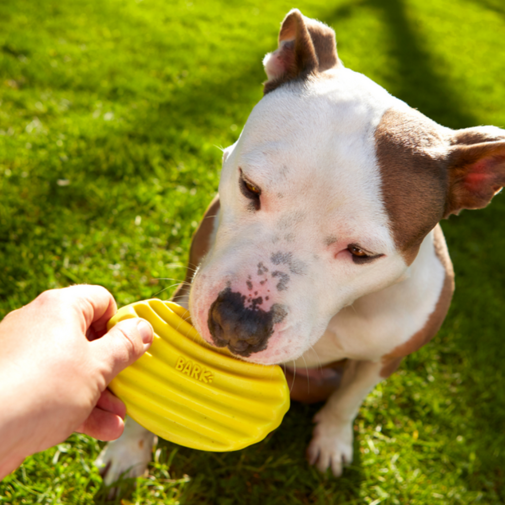 Nylon Dog Chew Toy Shaped Like a Potato Chip, Cheese-Scented Texture in Small and Medium/Large Sizes source image 3