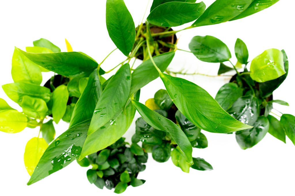 Assorted Live Anubias Aquarium Plant Pack for Low-Light Freshwater Tanks and Natural Aquascapes source image 3