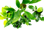 Assorted Live Anubias Aquarium Plant Pack for Low-Light Freshwater Tanks and Natural Aquascapes source image 3