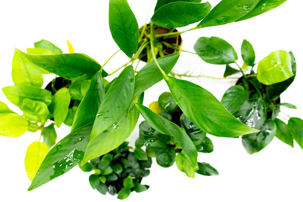 Assorted Live Anubias Aquarium Plant Pack for Low-Light Freshwater Tanks and Natural Aquascapes source image 3
