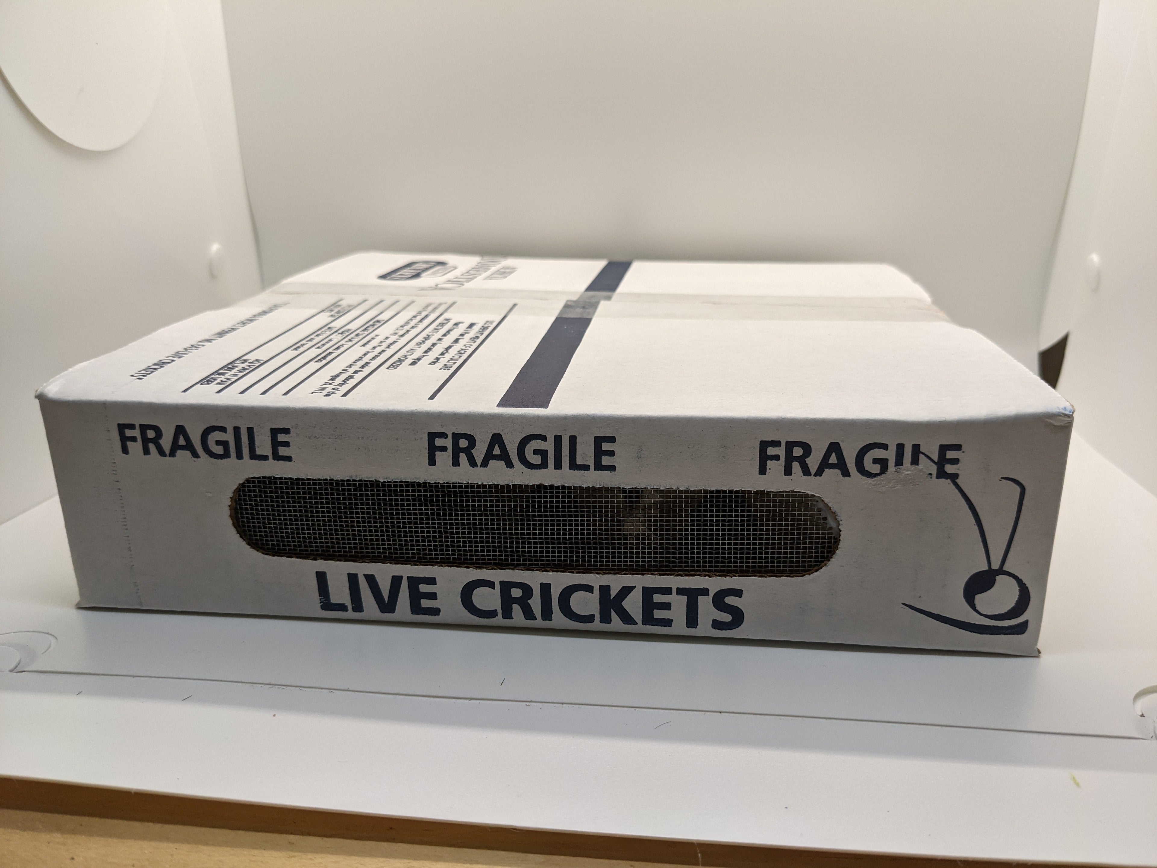 Live Banded Feeder Crickets in Half-Inch Size, Vented Travel Box and Five Quantity Counts for Reptiles source image 3