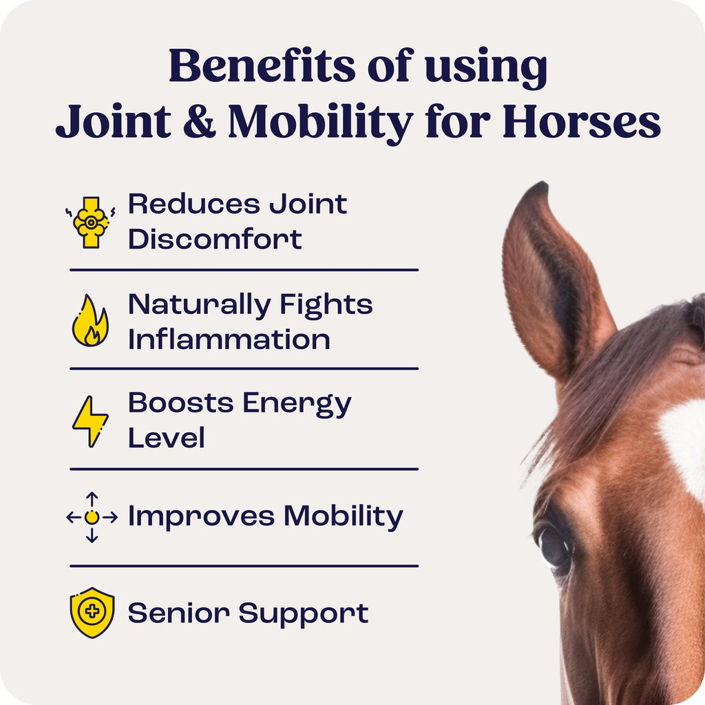 Bites for horses benefits infographic highlighting joint and mobility support, inflammation reduction, and performance boost.