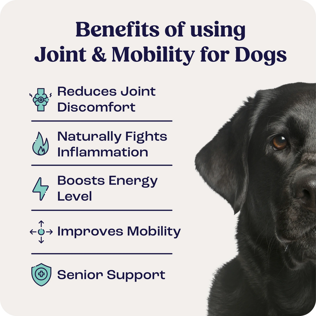 Large Dog Joint Supplement in Weekly Liquid Doses for Dogs Over 75 lb, Offered as Single and Multi-Box Packs source image 2