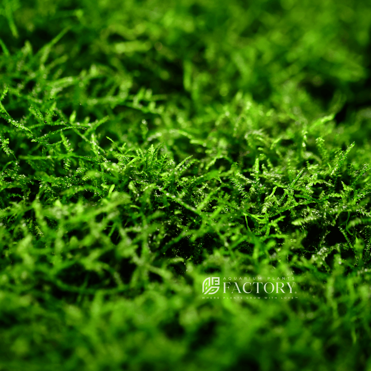 Live Java Moss Aquarium Plant product image 3
