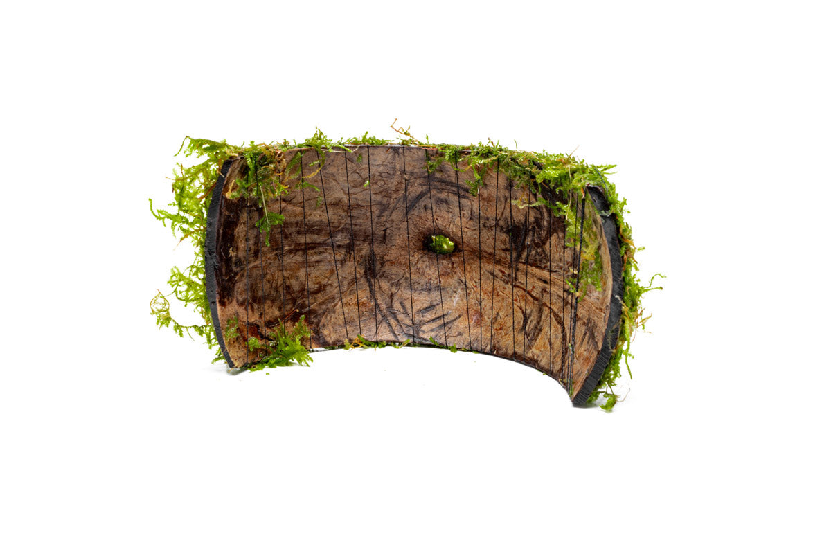 Christmas Moss Coconut Aquarium Bridge product image 3