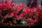 Red Rotala Aquarium Stem Plant product image 3