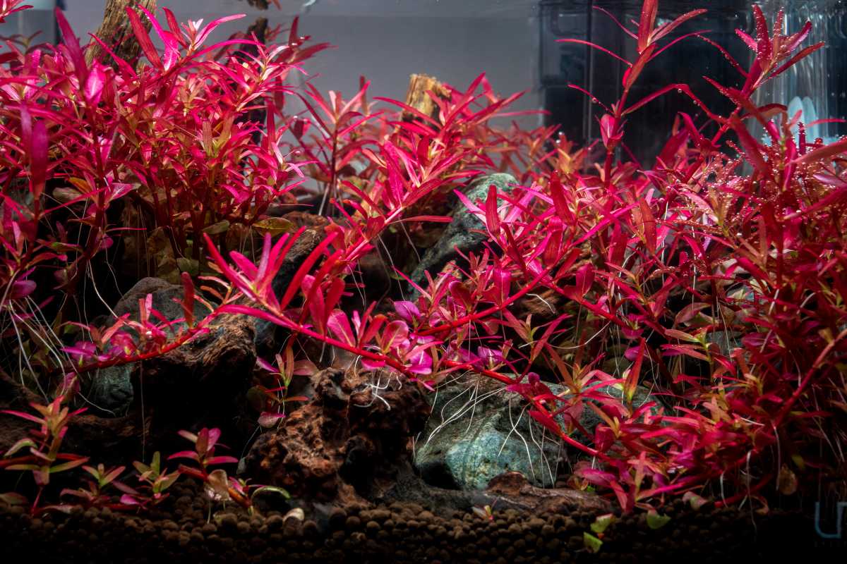 Red Rotala Aquarium Stem Plant product image 3