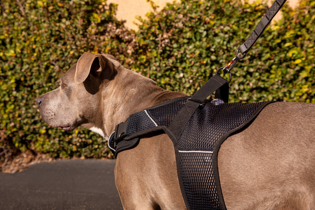 Martingale Dog Harness product image 3