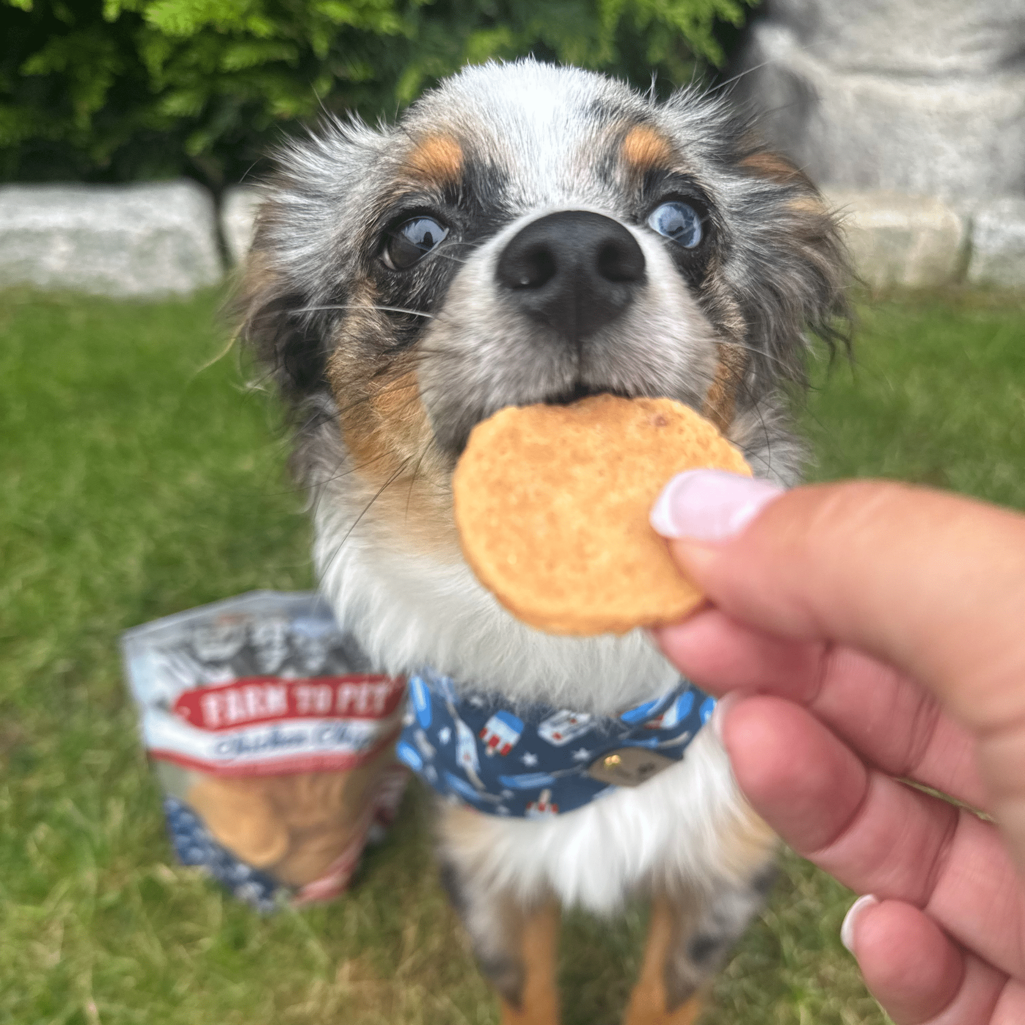 Chicken Chip Dog Treats product image 2