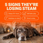 Liquid Dog Wellness Supplement product image 3