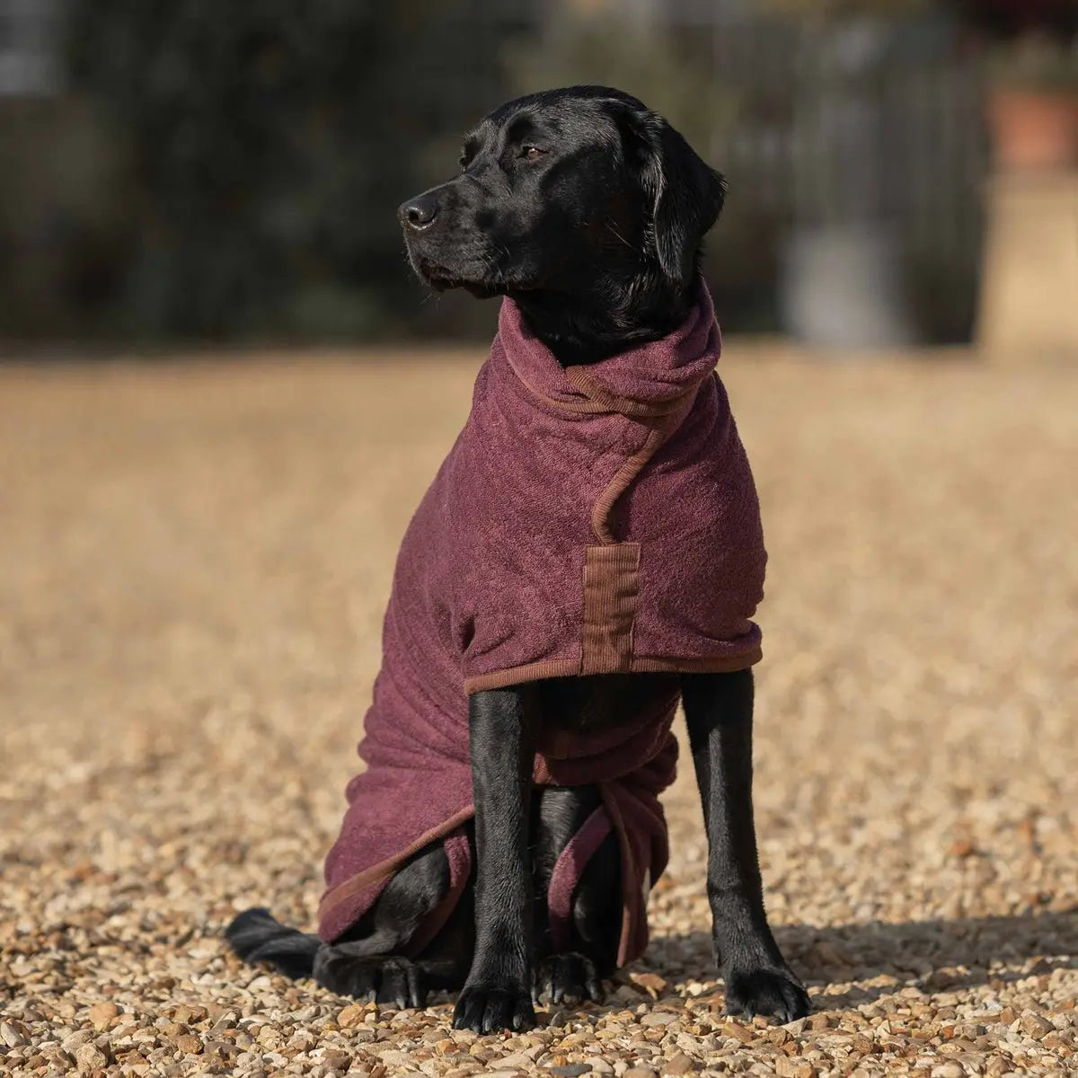 Burgundy Cotton Dog Drying Coat product image 3