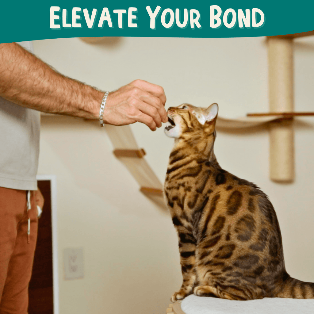 Cat Clicker Training Starter Kit product image 3