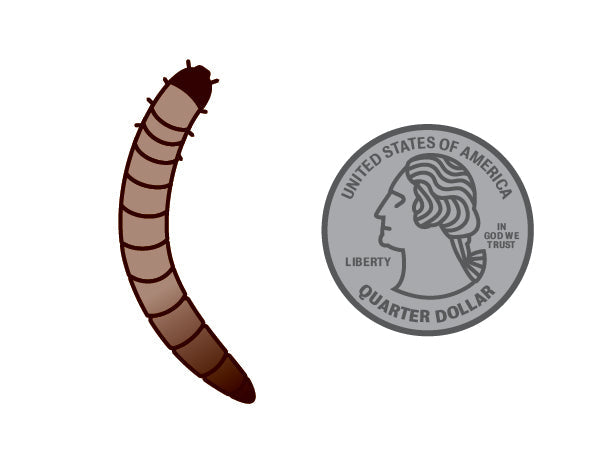 Live Superworm Feeder Insects 25 Worms