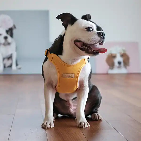 Breathable Adjustable Step-In Dog Harness product image 3