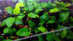 Live Anubias Barteri Aquarium Plant product image 3