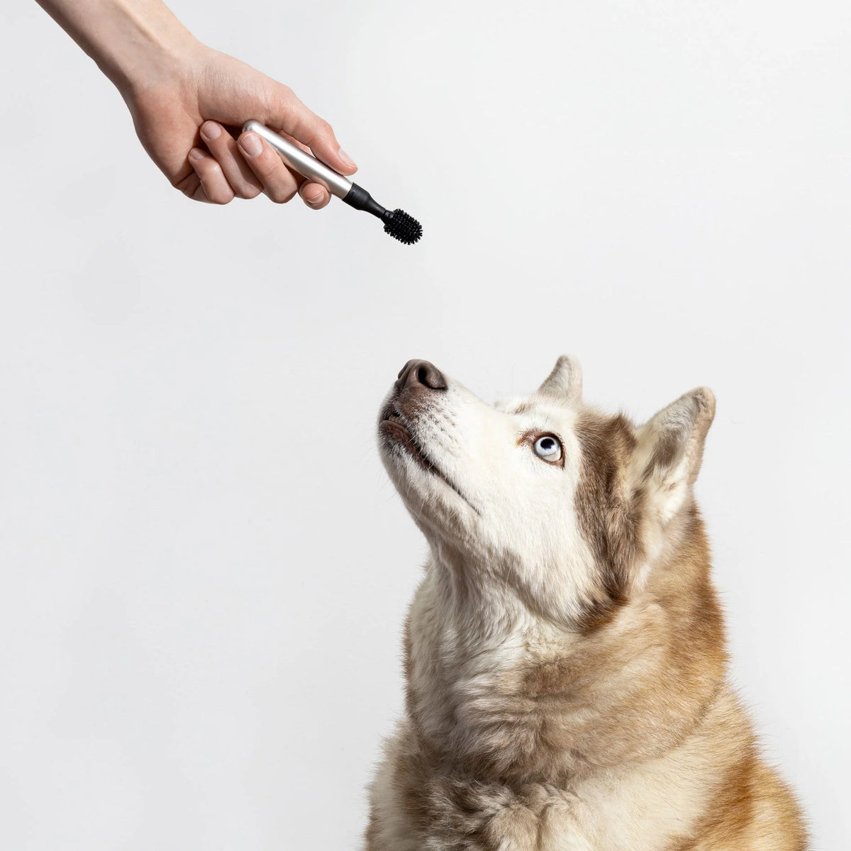Dog Toothbrush product image 3
