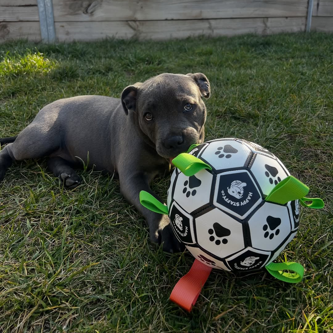 Soccer Ball Dog Toy with Tug Handles product image 3