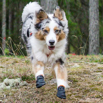 Dog Boots product image 3