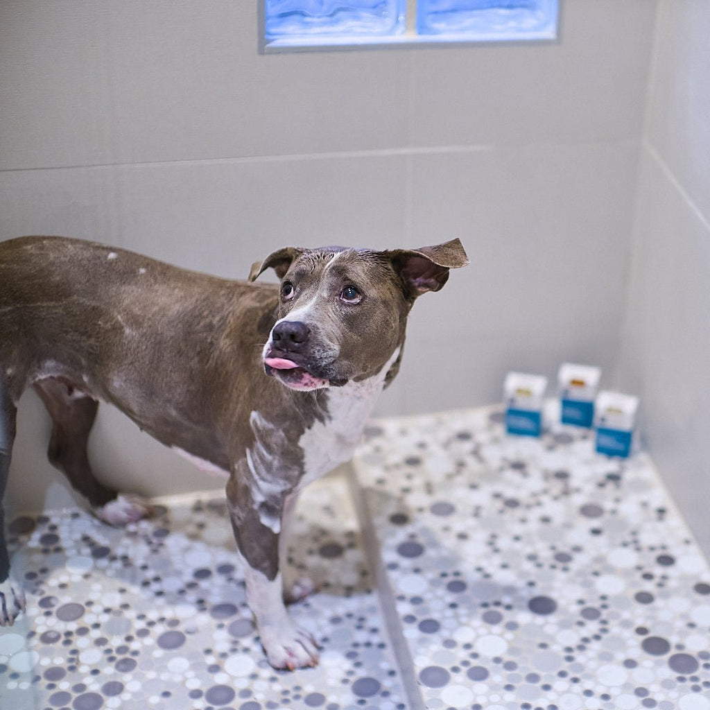 Dog Soap product image 3
