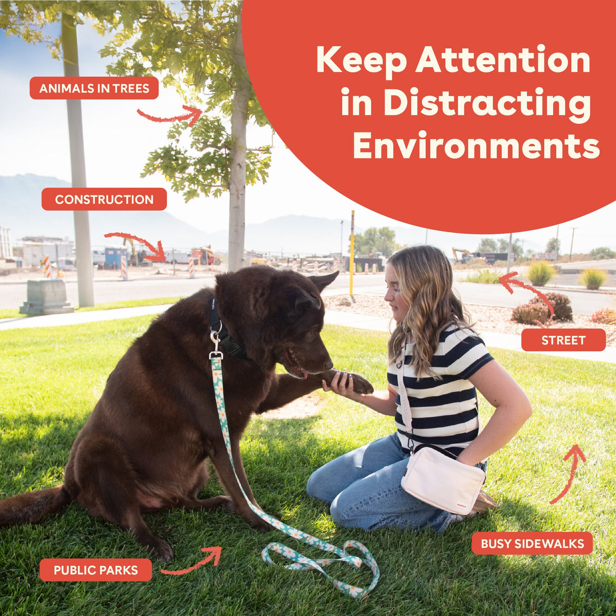 Dog Training Treat product image 3