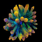 Bubble Tip Anemone product image 3