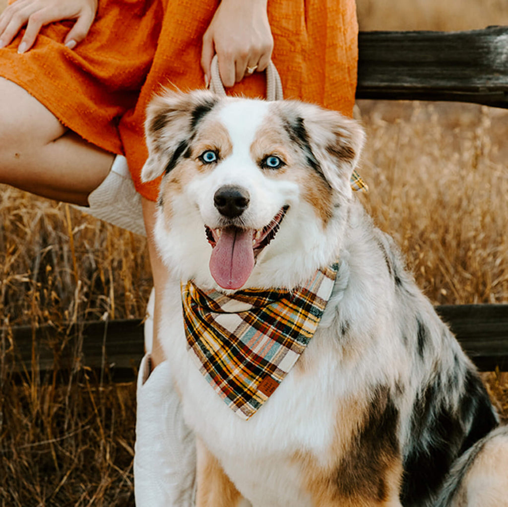 Dog Bandana product image 3