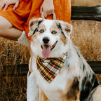Dog Bandana product image 3