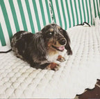 Quilted Dog Cooling Mat product image 3