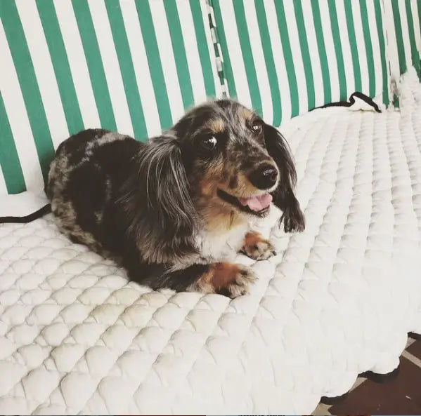 Quilted Dog Cooling Mat product image 3