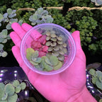Live Aquarium Plants product image 3