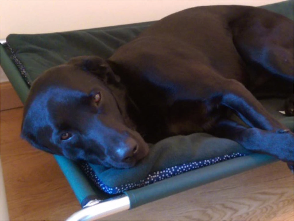 Raised Dog Bed product image 3