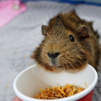 Guinea Pig Treat Sampler product image 3