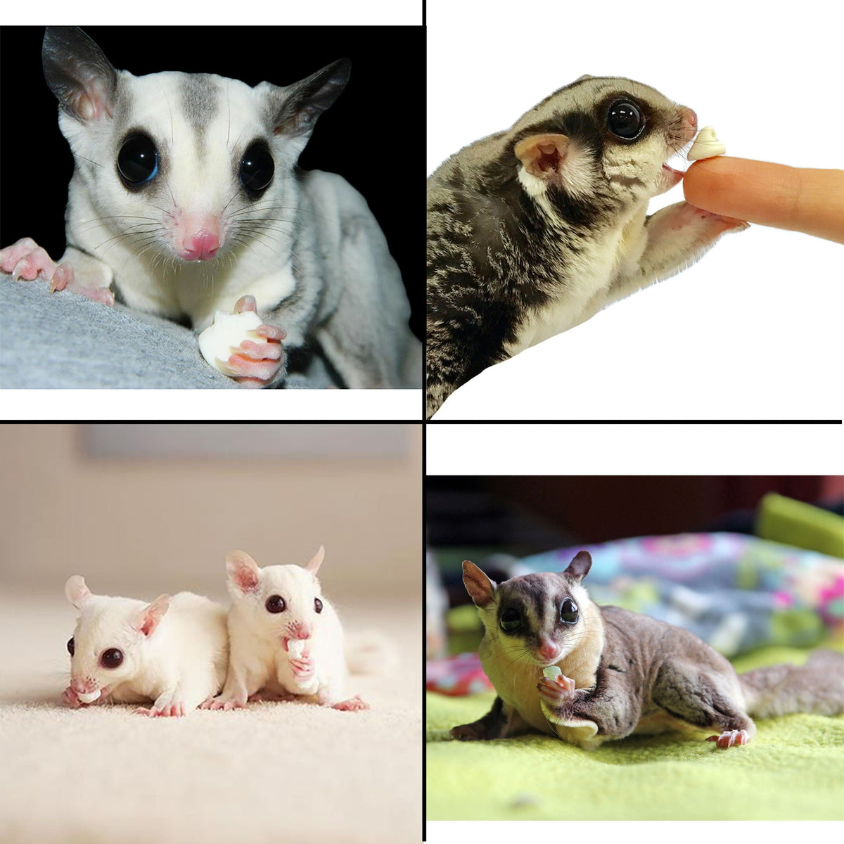 Small Pet Yogurt Treats product image 3