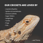 Live Feeder Crickets product image 3