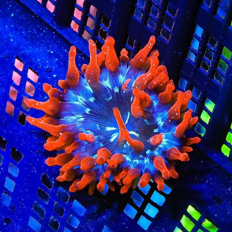 Bubble Tip Anemone product image 3