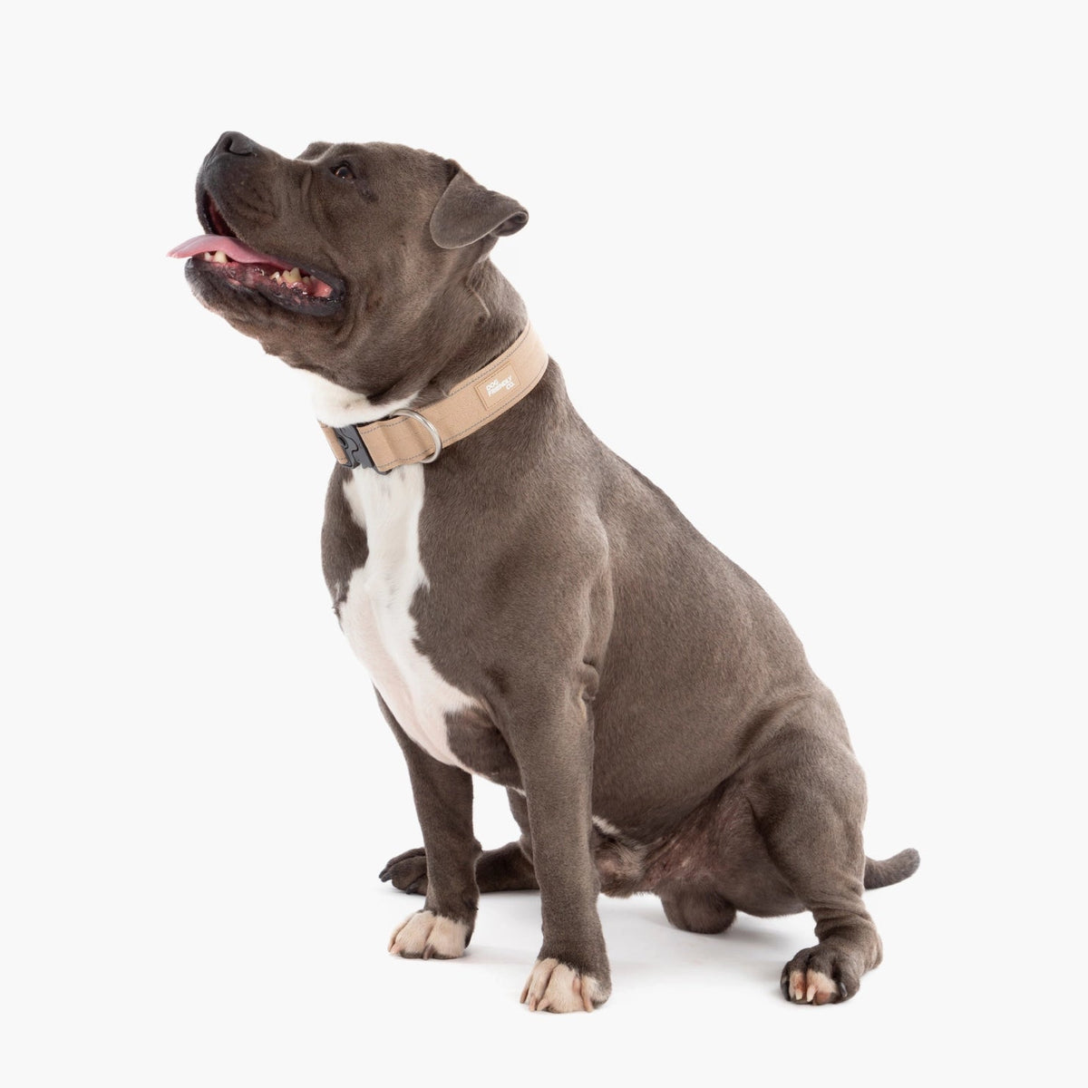 Tactical Dog Collar product image 3