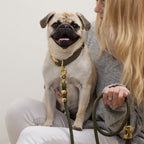 Dog Walk Set product image 3