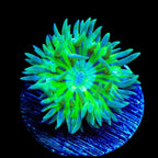Duncan Coral product image 3