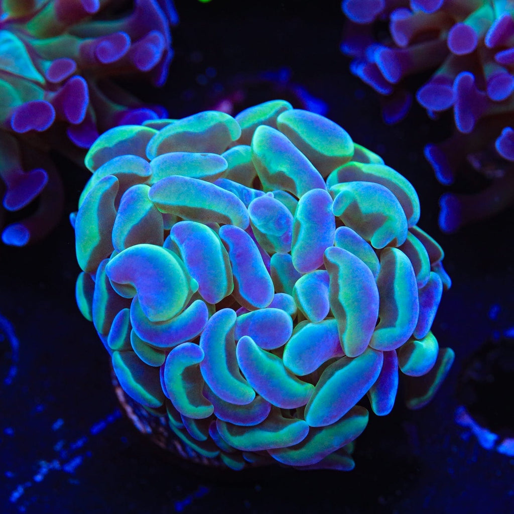 Hammer Coral product image 3