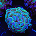 Hammer Coral product image 3