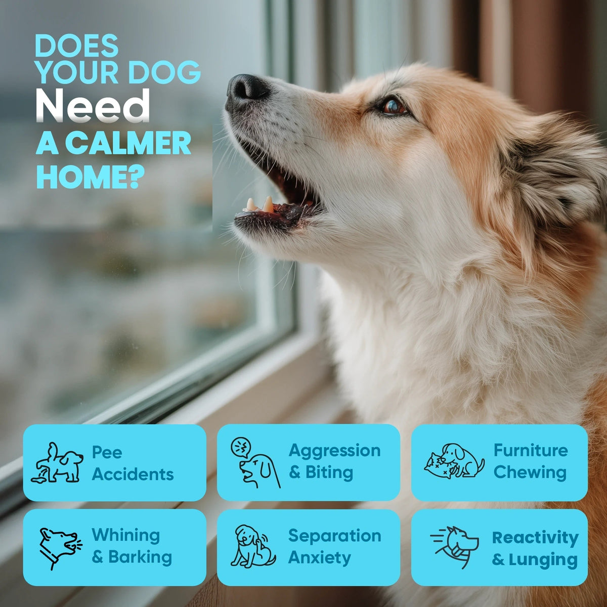 Dog Calming Diffuser product image 3