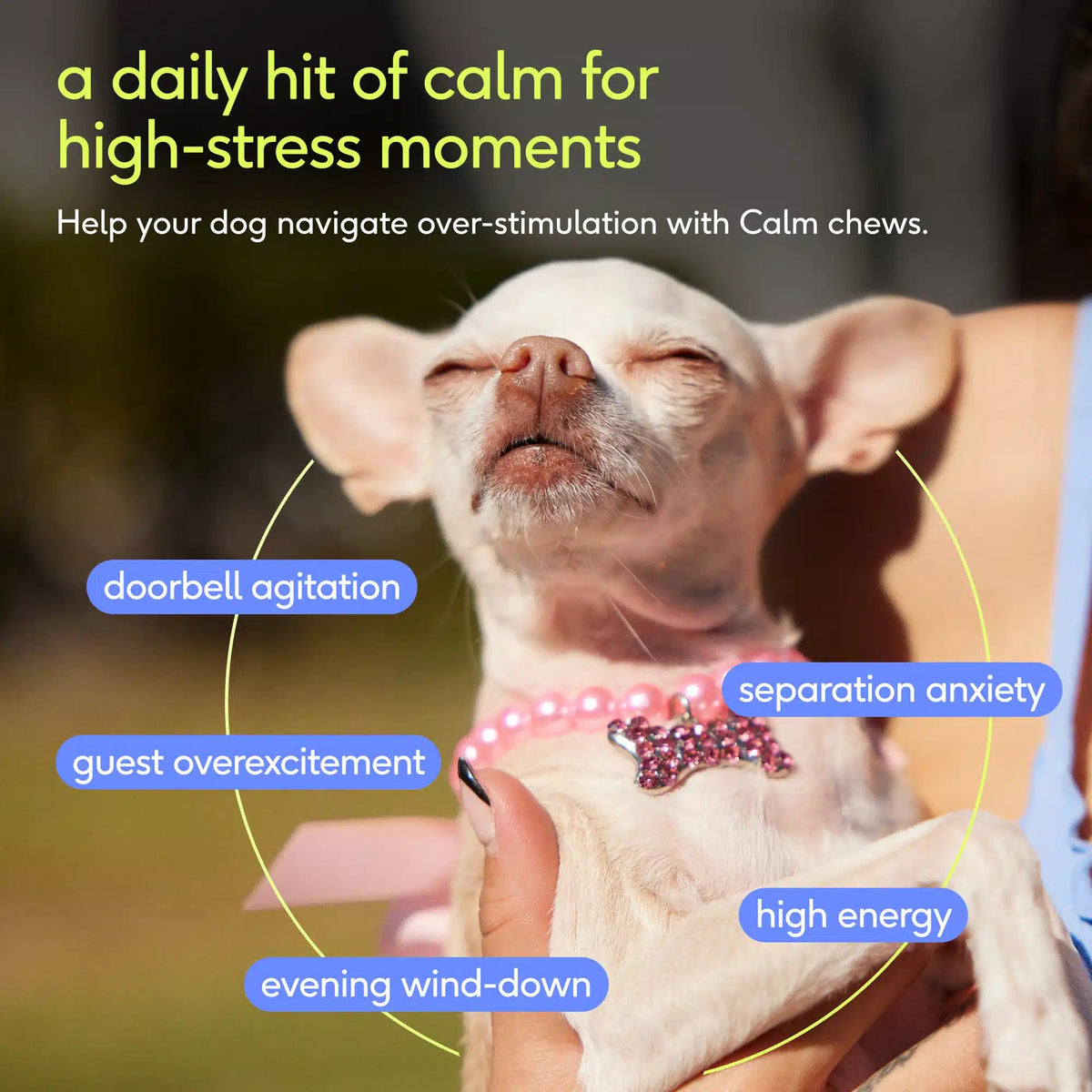 Dog Calming Chews product image 3